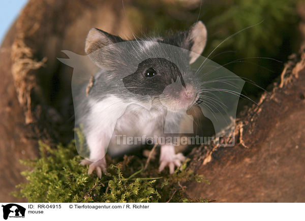 Maus / mouse / RR-04915