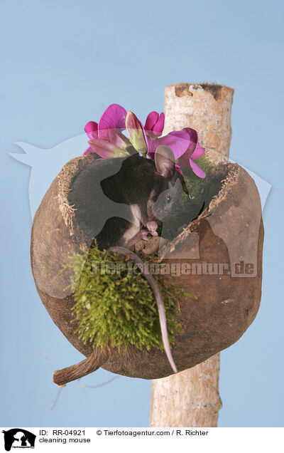 putzende Maus / cleaning mouse / RR-04921