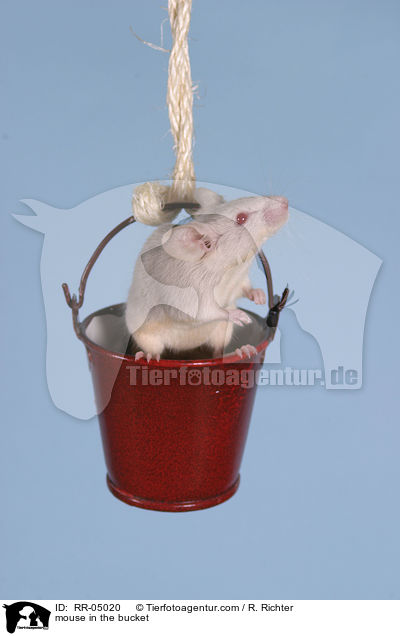 Farbmaus im Eimer / mouse in the bucket / RR-05020
