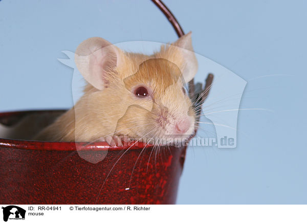 Maus / mouse / RR-04941