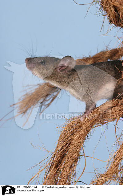 mouse on the rope / RR-05024