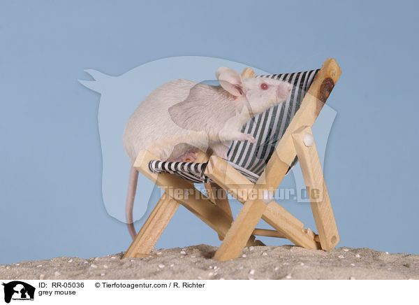 graue Farbmaus / grey mouse / RR-05036