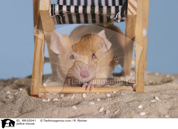 yellow mouse / RR-05041