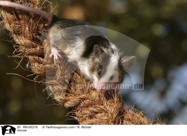 mouse / RR-06278