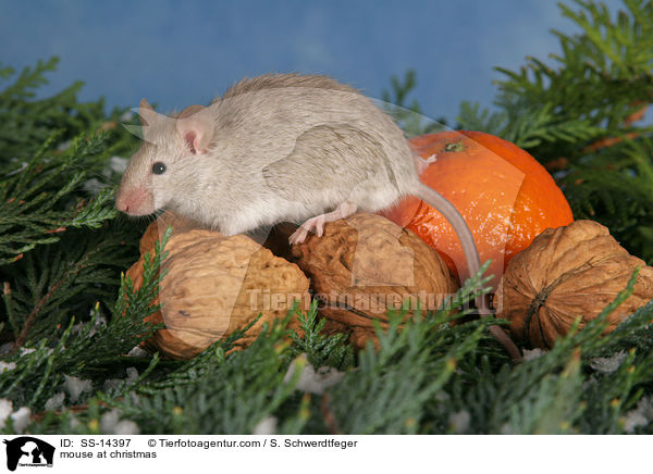 mouse at christmas / SS-14397