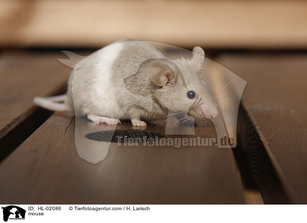 mouse / HL-02086