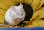 cleaning mouse