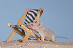 grey mouse
