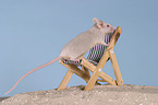 grey mouse