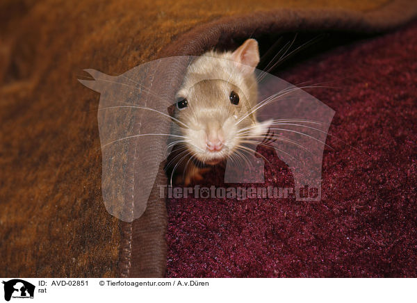 rat / AVD-02851