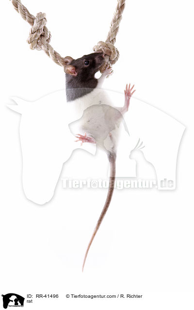 rat / RR-41496