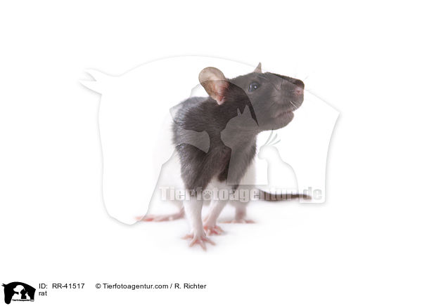 rat / RR-41517