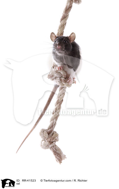 rat / RR-41523