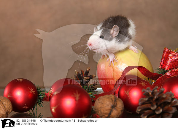Farbratte zu Weihnachten / rat at christmas / SS-31448
