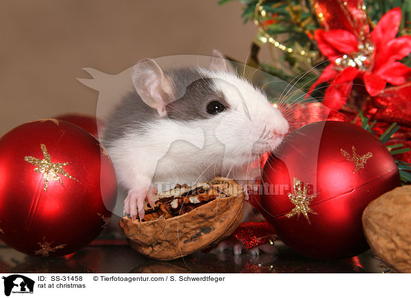 Farbratte zu Weihnachten / rat at christmas / SS-31458