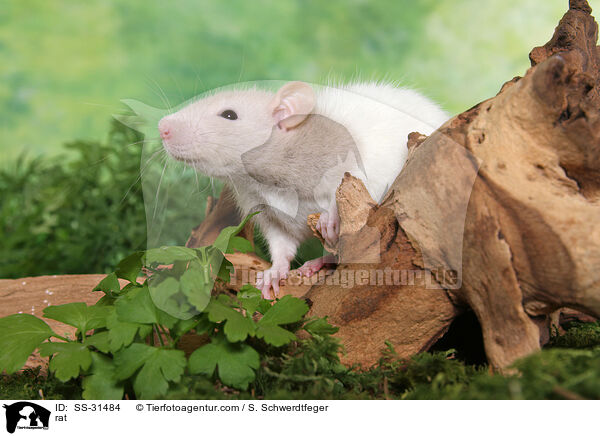 Farbratte / rat / SS-31484