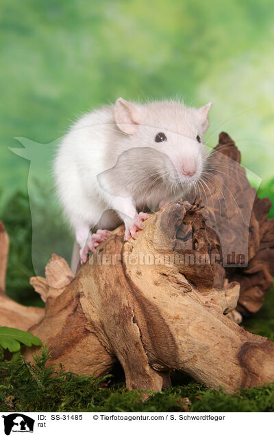 Farbratte / rat / SS-31485