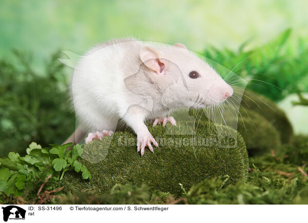 Farbratte / rat / SS-31496