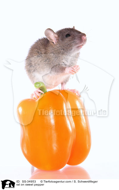 rat on sweet pepper / SS-34953