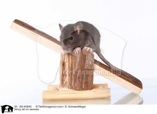 fancy rat on seesaw / SS-40840