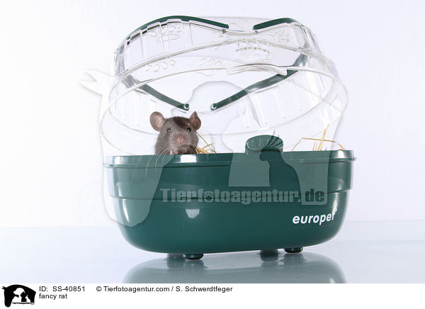 Farbratte / fancy rat / SS-40851
