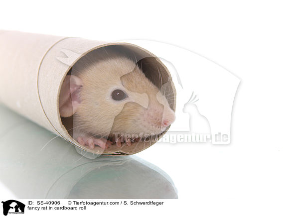 Farbratte in Papprolle / fancy rat in cardboard roll / SS-40906
