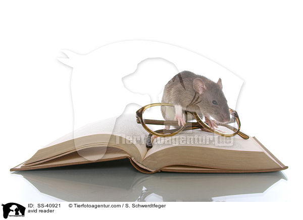 Leseratte / avid reader / SS-40921