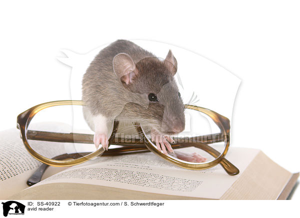 Leseratte / avid reader / SS-40922