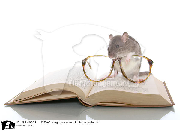 Leseratte / avid reader / SS-40923