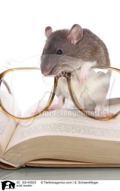 Leseratte / avid reader / SS-40925