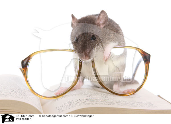 Leseratte / avid reader / SS-40926