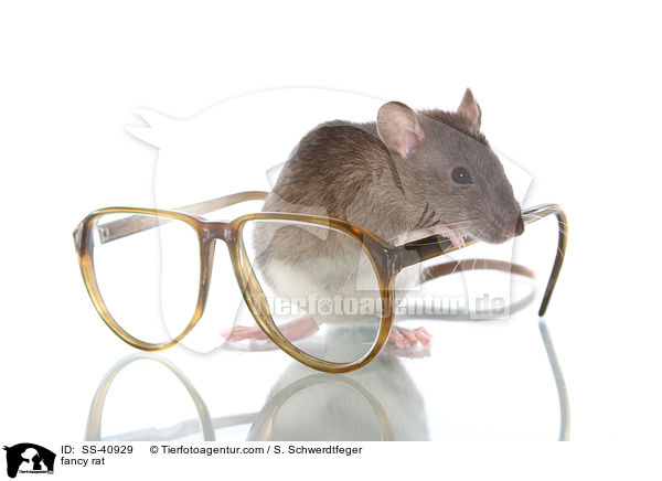 Farbratte / fancy rat / SS-40929