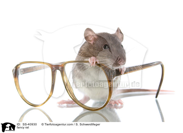 Farbratte / fancy rat / SS-40930