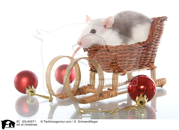 rat at christmas / SS-40971