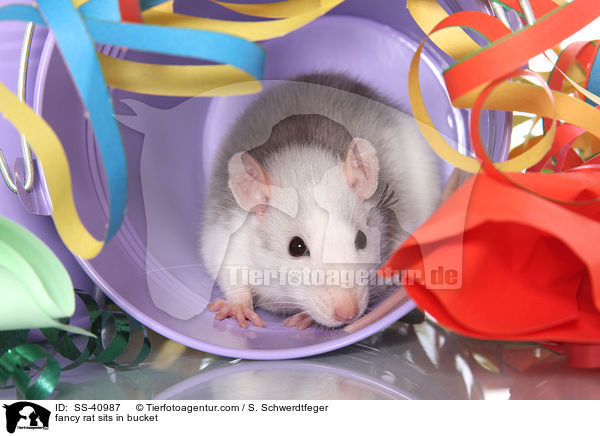Farbratte sitzt im Eimer / fancy rat sits in bucket / SS-40987