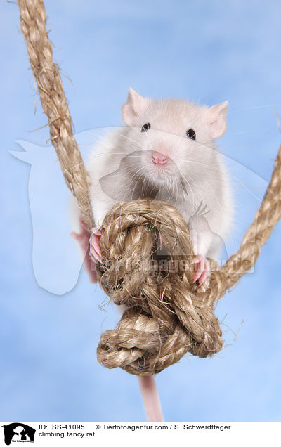 climbing fancy rat / SS-41095