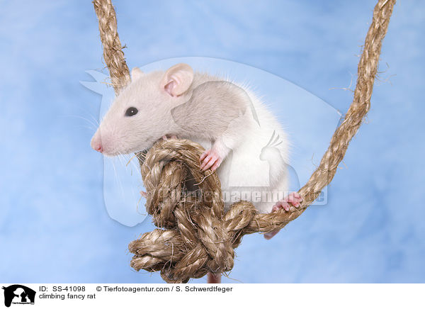 kletternde Farbratte / climbing fancy rat / SS-41098