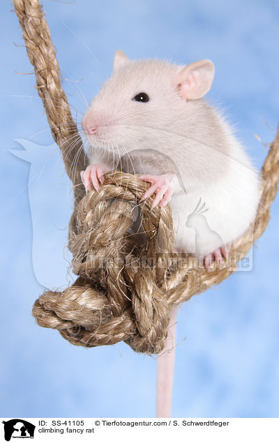 kletternde Farbratte / climbing fancy rat / SS-41105
