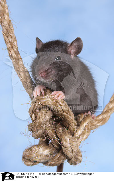 kletternde Farbratte / climbing fancy rat / SS-41115