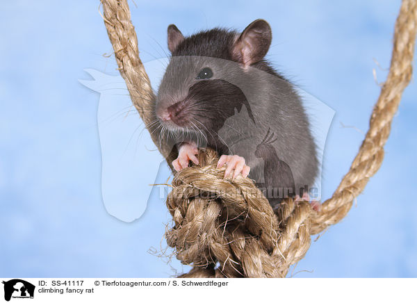 kletternde Farbratte / climbing fancy rat / SS-41117