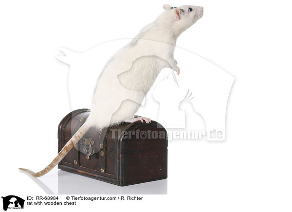 Ratte mit Holztruhe / rat with wooden chest / RR-68984