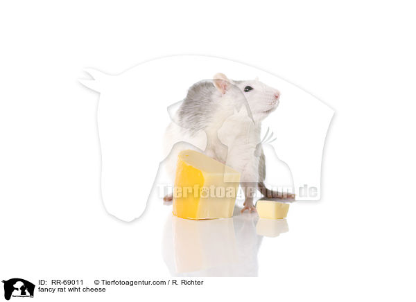 Farbratte mit Kse / fancy rat wiht cheese / RR-69011