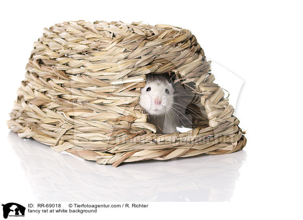 Farbratte auf weiem Hintergrund / fancy rat at white background / RR-69018