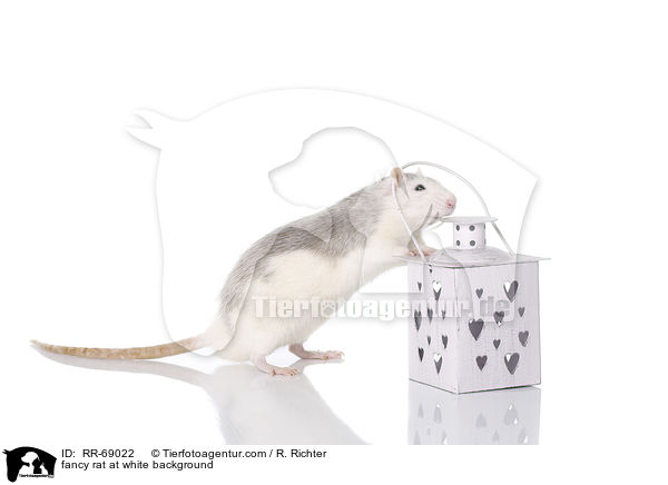 Farbratte auf weiem Hintergrund / fancy rat at white background / RR-69022