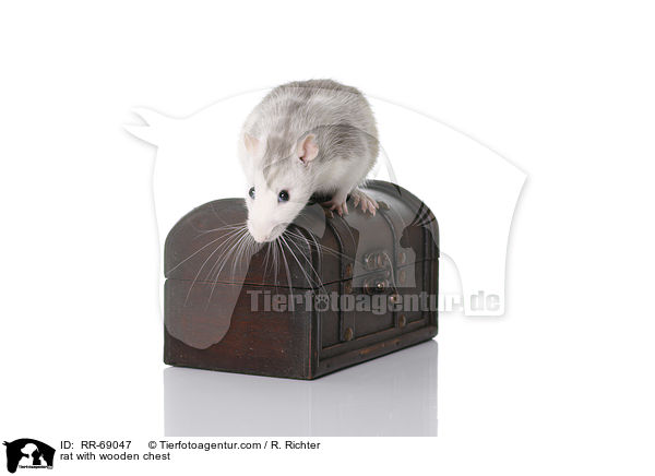 Ratte mit Holztruhe / rat with wooden chest / RR-69047