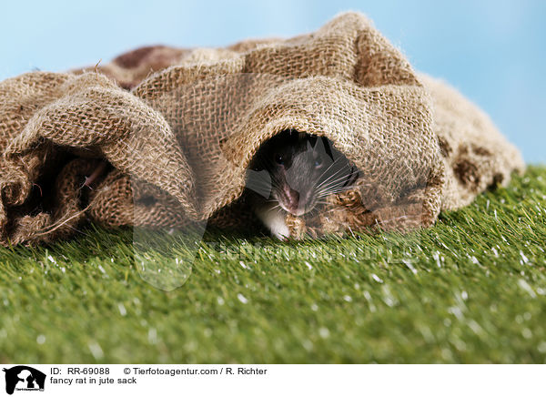Farbratte im jutesack / fancy rat in jute sack / RR-69088