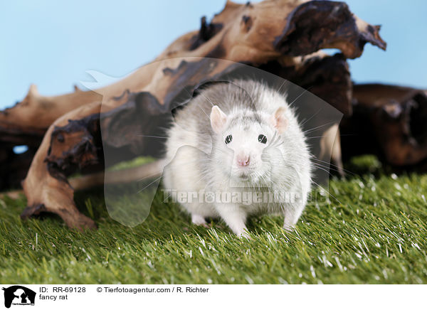 Farbratte / fancy rat / RR-69128