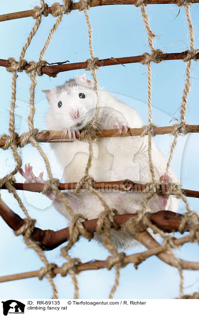 kletternde Ratte / climbing fancy rat / RR-69135