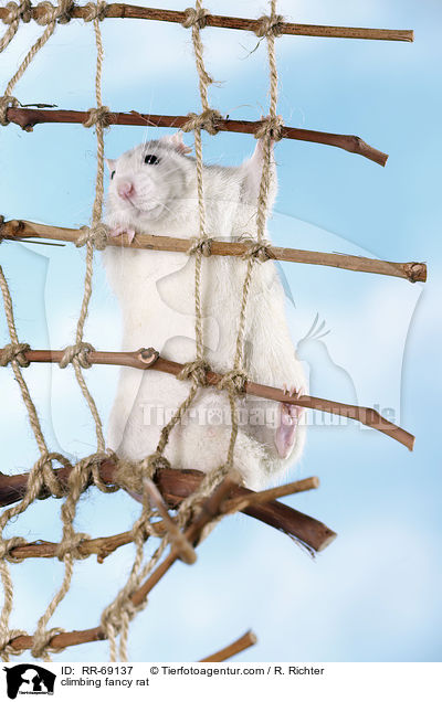 kletternde Ratte / climbing fancy rat / RR-69137
