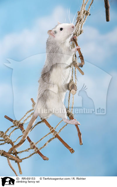 kletternde Ratte / climbing fancy rat / RR-69153